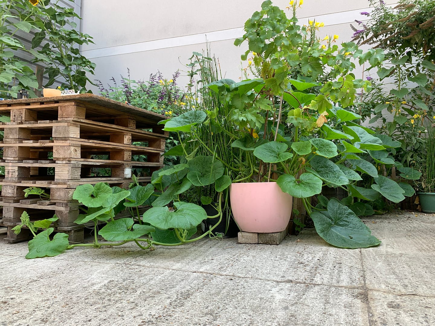 Courge géante à Romainville