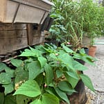 Haricots en fleur à Big Box