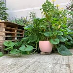 Courge géante à Romainville