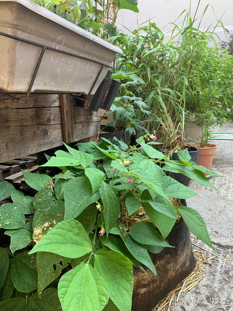 Haricots en fleur à Big Box